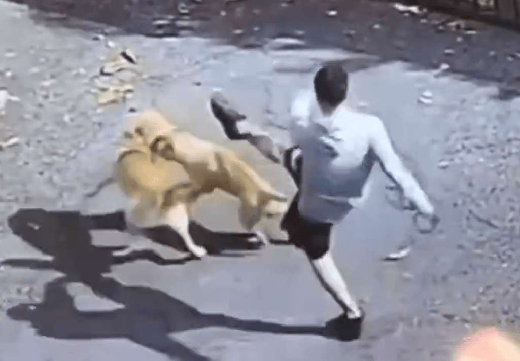 Jóvenes patean brutalmente a un perrito callejero después de forzarlo a pelear