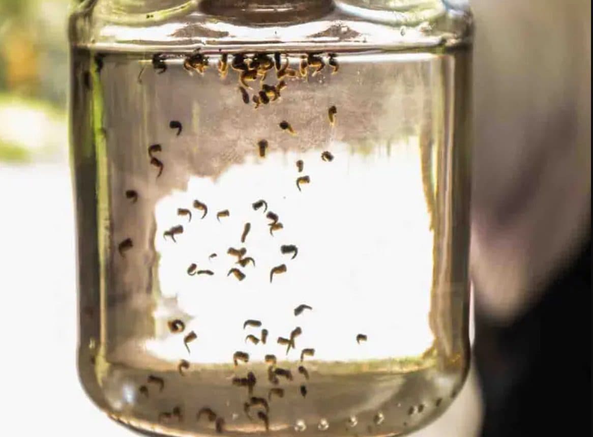Casos de dengue suben; casi 6 mil confirmados en una semana