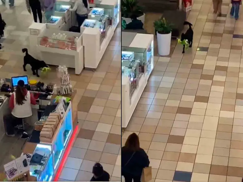Graban a perrito robando peluche en centro comercial
