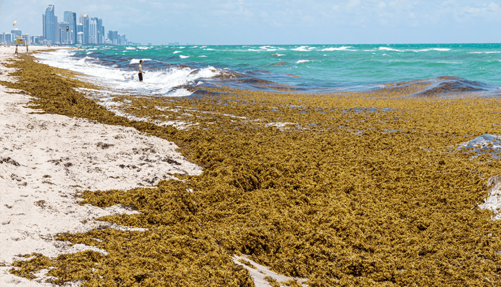 Sargazo cubriendo la playa en Quintana Roo, con edificios de Playa del Carmen al fondo y olas del mar.