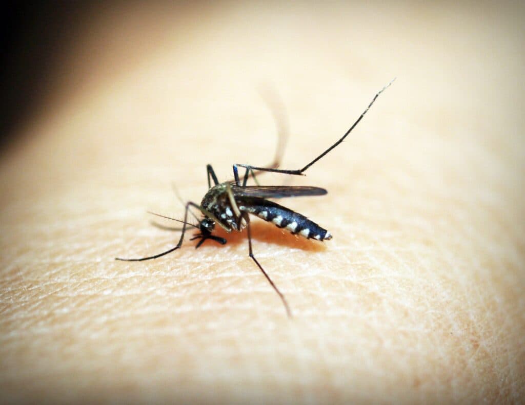 Mosquito posado sobre la piel de una persona, ilustrando cómo estos insectos eligen a sus víctimas por señales químicas.