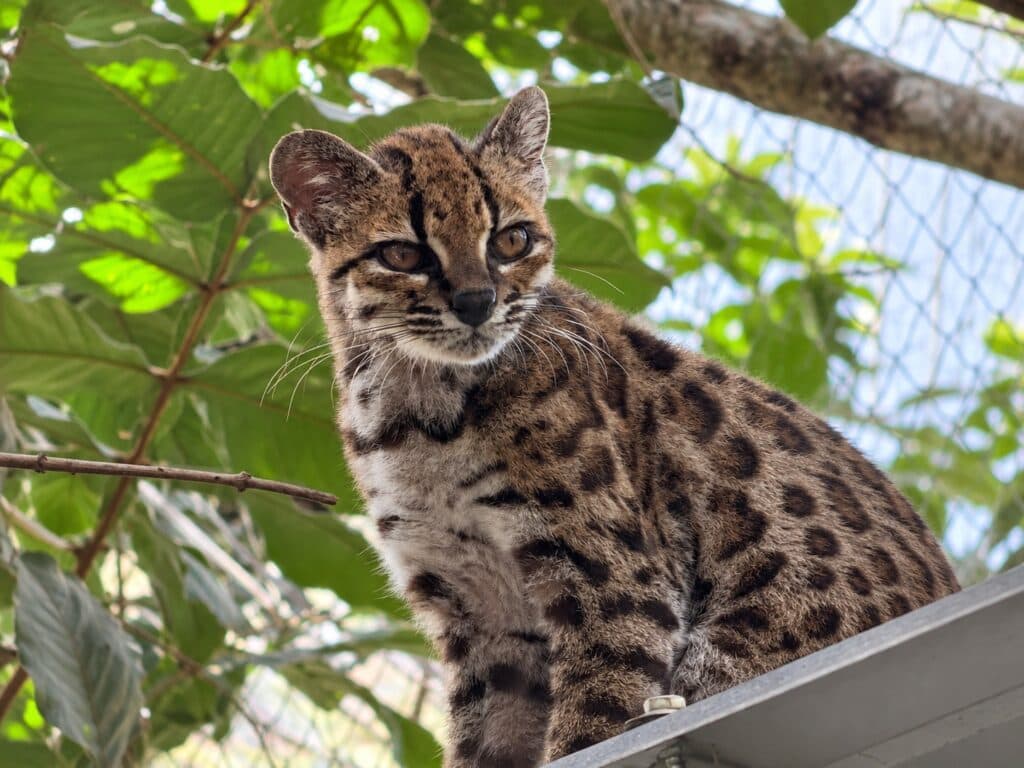 Pequeño felino Tilcayo, con pelaje manchado, posando sobre una superficie en un entorno natural de los Yungas de Bolivia.