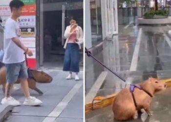 Joven pasea con su capibara por la calle