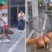 Joven pasea con su capibara por la calle