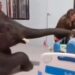 Elefante visita a su cuidador en el hospital