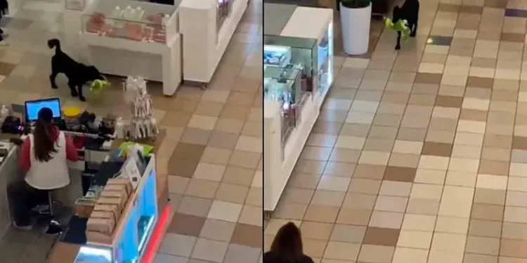 Graban a perrito robando peluche en centro comercial