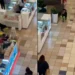 Graban a perrito robando peluche en centro comercial