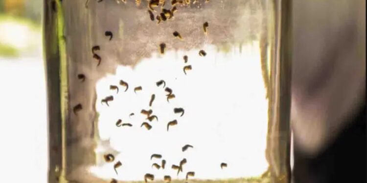 Casos de dengue suben; casi 6 mil confirmados en una semana